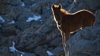 Đir do Libinja 9. travnja 2012. (foto:Saša Čuka) Đir do Libinja 9. travnja 2012. (foto:Saša Čuka)