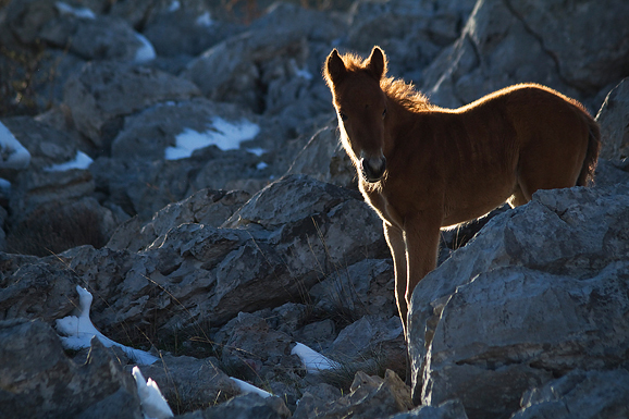 Đir do Libinja 9. travnja 2012. (foto:Saša Čuka) Đir do Libinja 9. travnja 2012. (foto:Saša Čuka)