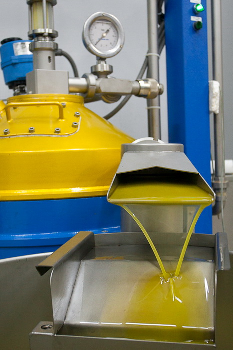 Put masline od stabla do djevicanskog ulja, Foto: Leo Banic Put masline od stabla do djevicanskog ulja, Foto: Leo Banic