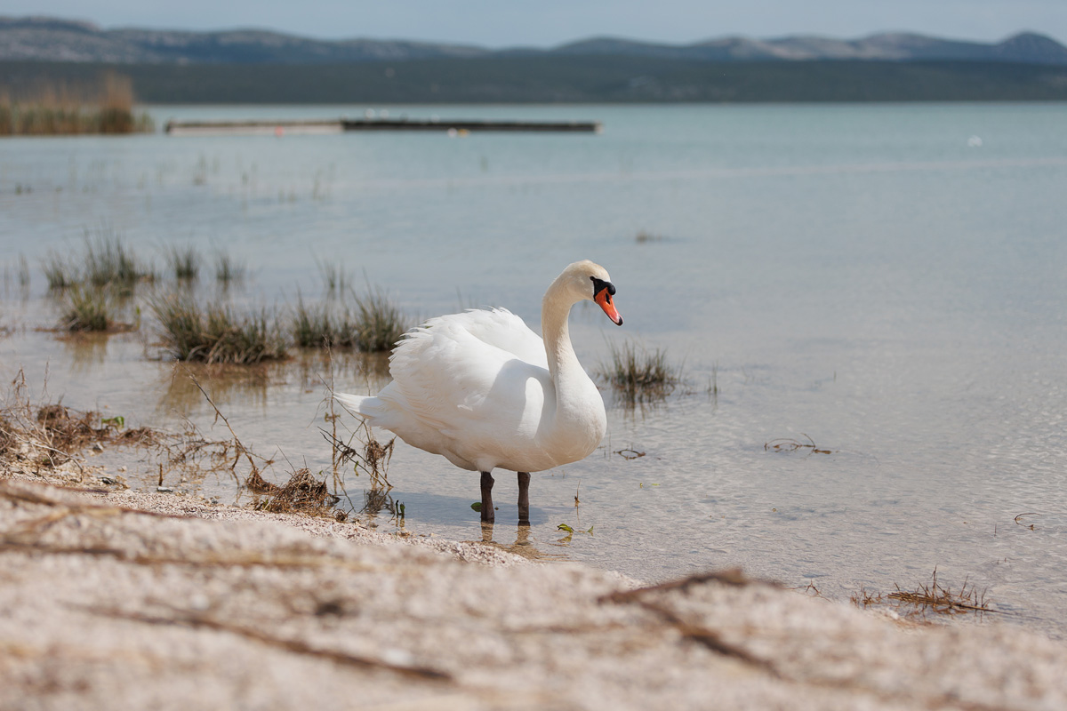 Materine užance @ kamp Crkvine, Vransko jezero Materine užance @ kamp Crkvine, Vransko jezero