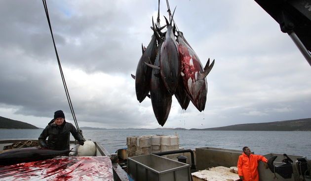 Izlov tune u kavezima Maritune, Jure Miskovic / CROPIX
