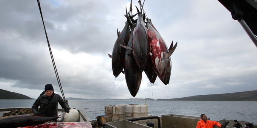 Izlov tune u kavezima Maritune, Jure Miskovic / CROPIX Izlov tune u kavezima Maritune, Jure Miskovic / CROPIX