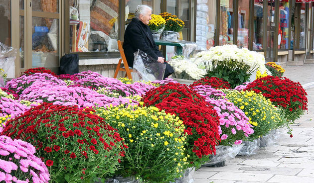 Svi Sveti – Cvice za na groblje