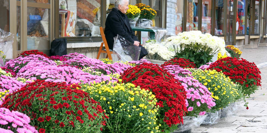 Svi Sveti – Cvice za na groblje Svi Sveti – Cvice za na groblje