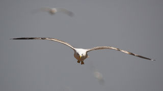 Image 1201641 (auto)