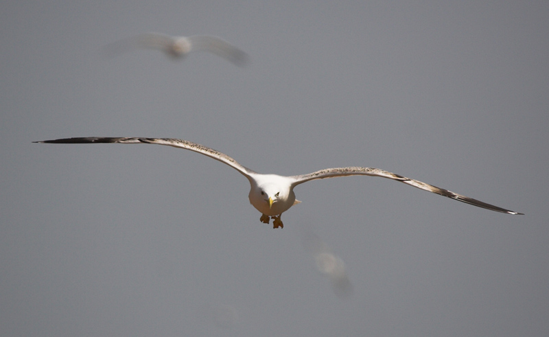 Image 1201641 (auto)