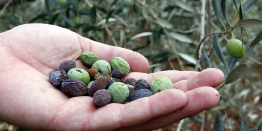 Vodnjan, suša ( foto Cropix). Vodnjan, suša ( foto Cropix).