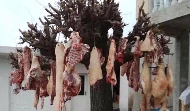 Dnevna doza dalmatinca