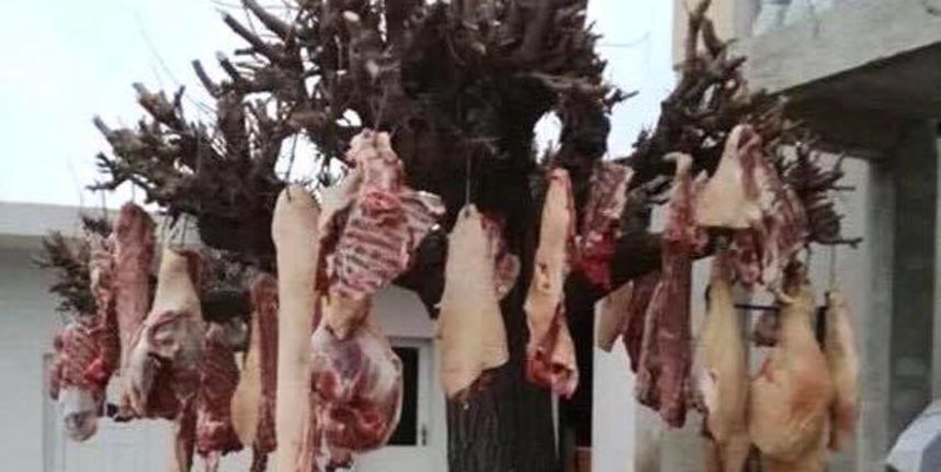 Dnevna doza dalmatinca Dnevna doza dalmatinca