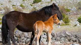 Divlji konji na Velebitu, foto: Leo Banić