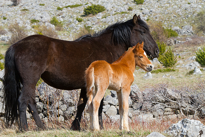 Divlji konji na Velebitu, foto: Leo Banić