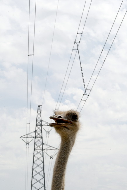 Zadar, 270510.
Prijatelji zivotinja se pobunili protiv improviziranog ZOO-a u Obrovcu. Vlasnik restorana Anita Milan Anic uz janjetinu s raznja u svojoj ponudi drzi i egzoticne zivotinje, majmune, klokane, nojeve, rode, rakune.
Foto: Jure Miskovic / CROPI Zadar, 270510.
Prijatelji zivotinja se pobunili protiv improviziranog ZOO-a u Obrovcu. Vlasnik restorana Anita Milan Anic uz janjetinu s raznja u svojoj ponudi drzi i egzoticne zivotinje, majmune, klokane, nojeve, rode, rakune.
Foto: Jure Miskovic / CROPI