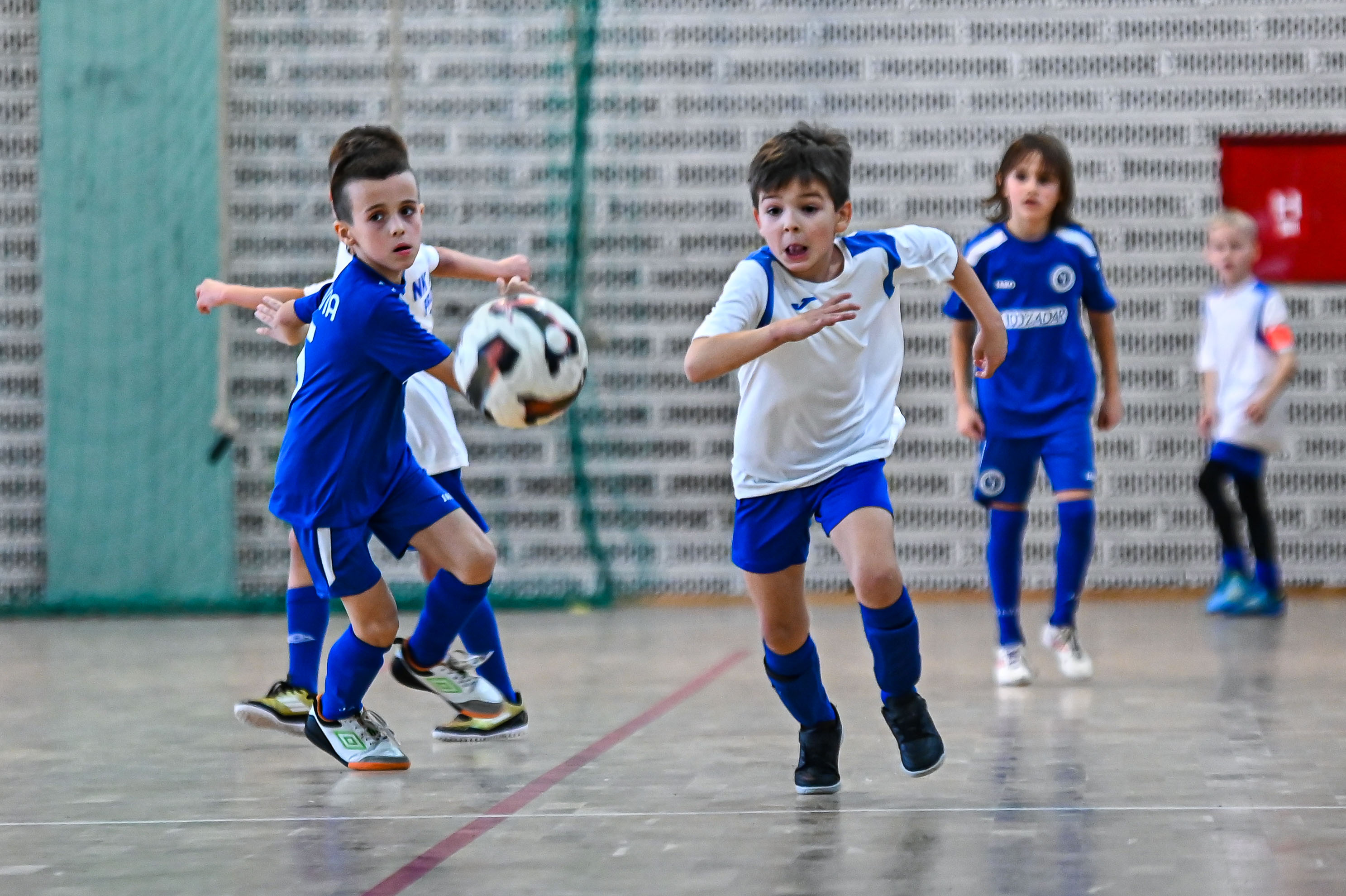 1.Cateleya indoor Cup 1.Cateleya indoor Cup
