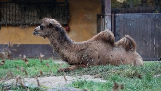 U Zoološki vrt Grada Zagreba stigla je mlada dvogrba deva Zsofia
