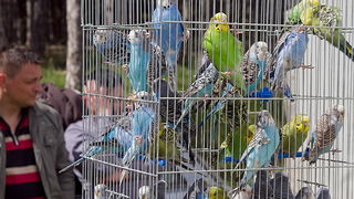 Benkovački sajam 10. travnja 2013, Foto: Leo Banić