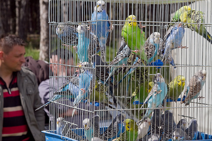 Benkovački sajam 10. travnja 2013, Foto: Leo Banić