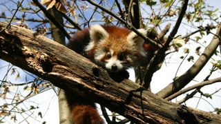 Bebe crvene pande u zagrebackom ZOO-u, Foto: ZOO Zagreb Bebe crvene pande u zagrebackom ZOO-u, Foto: ZOO Zagreb