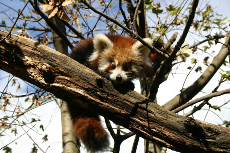 Bebe crvene pande u zagrebackom ZOO-u, Foto: ZOO Zagreb Bebe crvene pande u zagrebackom ZOO-u, Foto: ZOO Zagreb
