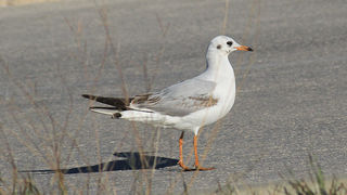 Galebovi u Jazinama, Foto: Leo Banić