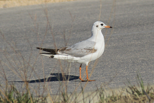 Galebovi u Jazinama, Foto: Leo Banić