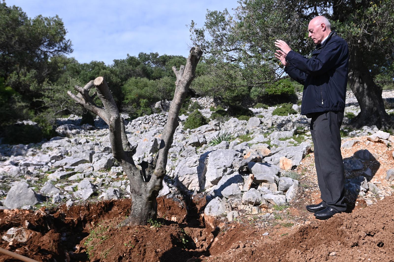 Grlić Radman i veleposlanik Ukrajine posadili maslinu u Perivoju mira