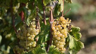 Vinogradi u Donjem polju kod Šibenika prepuni su zdravog crnog i bijeloga grozđa a ovih dana očekuju se i prve prve berbe. Photo: Hrvoje Jelavić/PIXSELL Vinogradi u Donjem polju kod Šibenika prepuni su zdravog crnog i bijeloga grozđa a ovih dana očekuju se i prve prve berbe. Photo: Hrvoje Jelavić/PIXSELL