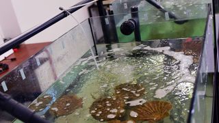 Strani studenti na združenom studiju Biotehnologija mora Strani studenti na združenom studiju Biotehnologija mora