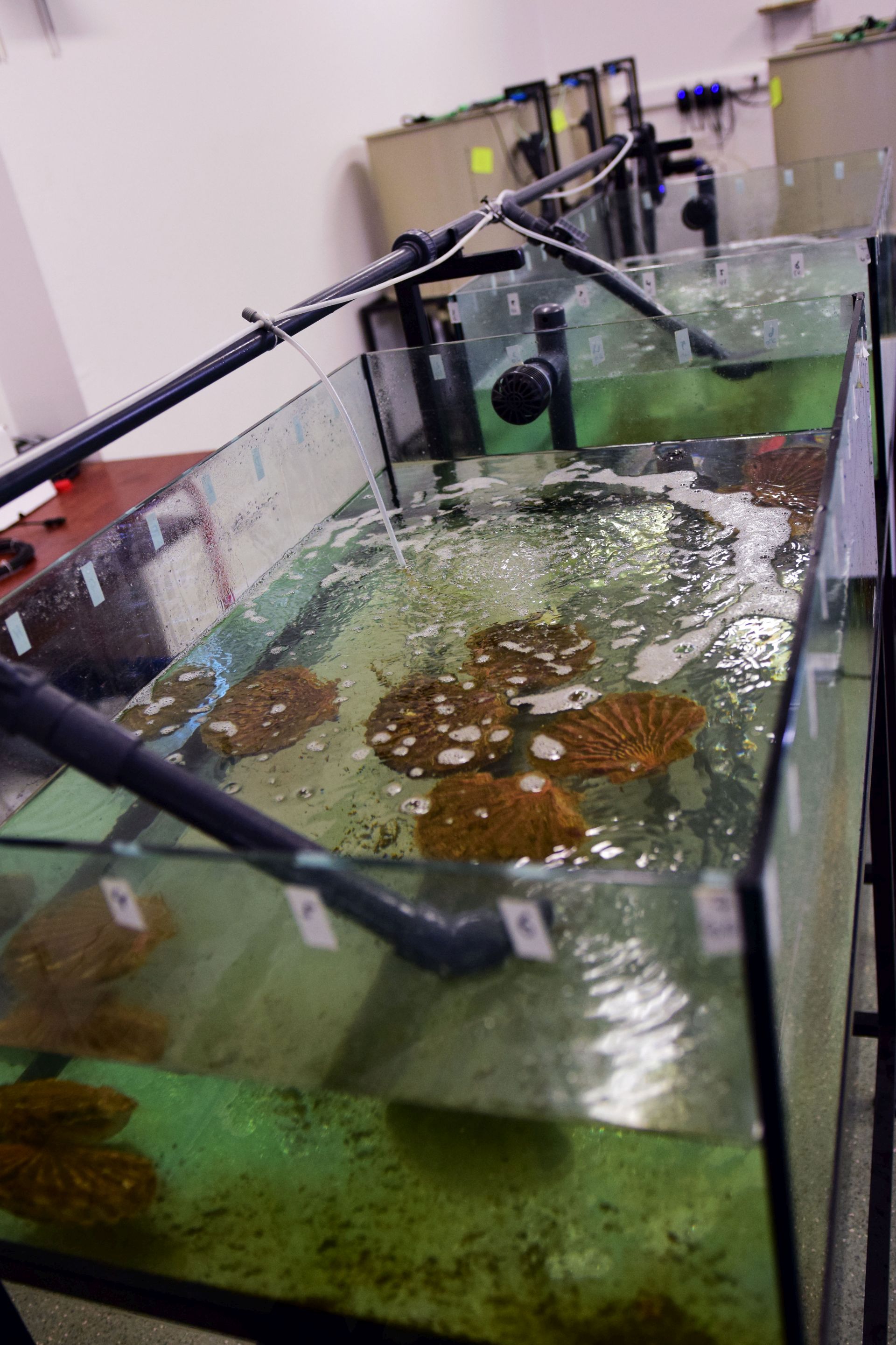 Strani studenti na združenom studiju Biotehnologija mora Strani studenti na združenom studiju Biotehnologija mora