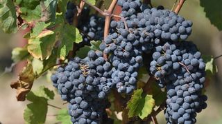 Vinogradi u Donjem polju kod Šibenika prepuni su zdravog crnog i bijeloga grozđa a ovih dana očekuju se i prve prve berbe. Photo: Hrvoje Jelavić/PIXSELL Vinogradi u Donjem polju kod Šibenika prepuni su zdravog crnog i bijeloga grozđa a ovih dana očekuju se i prve prve berbe. Photo: Hrvoje Jelavić/PIXSELL