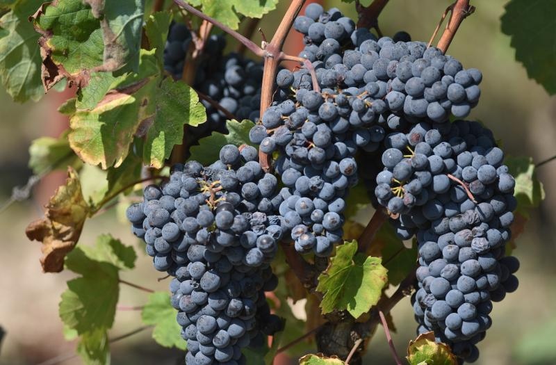 Vinogradi u Donjem polju kod Šibenika prepuni su zdravog crnog i bijeloga grozđa a ovih dana očekuju se i prve prve berbe. Photo: Hrvoje Jelavić/PIXSELL Vinogradi u Donjem polju kod Šibenika prepuni su zdravog crnog i bijeloga grozđa a ovih dana očekuju se i prve prve berbe. Photo: Hrvoje Jelavić/PIXSELL