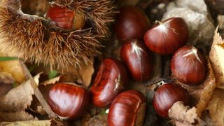 Pitomi kesten (Castanea sativa) jedan je od najprepoznatljivijih plodova jeseni. Photo: Borna Filić/PIXSELL Pitomi kesten (Castanea sativa) jedan je od najprepoznatljivijih plodova jeseni. Photo: Borna Filić/PIXSELL