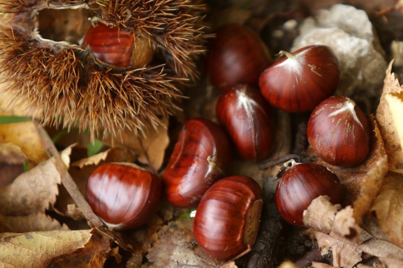 Pitomi kesten (Castanea sativa) jedan je od najprepoznatljivijih plodova jeseni. Photo: Borna Filić/PIXSELL Pitomi kesten (Castanea sativa) jedan je od najprepoznatljivijih plodova jeseni. Photo: Borna Filić/PIXSELL
