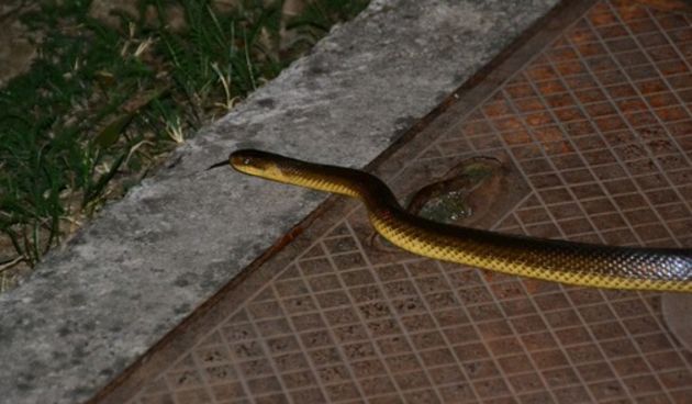 Zmija, foto: Zoran Pavlov