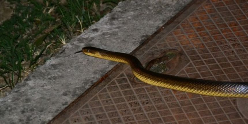 Zmija, foto: Zoran Pavlov Zmija, foto: Zoran Pavlov