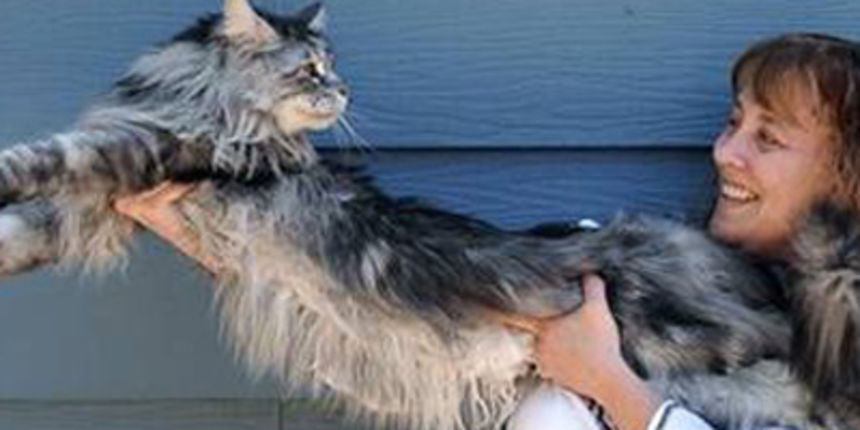 Mačka (Foto: HTV) Mačka (Foto: HTV)