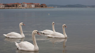 Labudovi u Bibinjama 10. siječnja 2013, Foto: Leo Banić