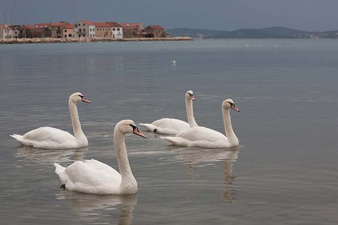 Labudovi u Bibinjama 10. siječnja 2013, Foto: Leo Banić