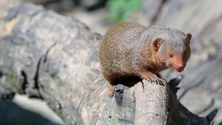 Mladunci patuljastog mungosa novi su stanovnici Zoološkog vrta Mladunci patuljastog mungosa novi su stanovnici Zoološkog vrta