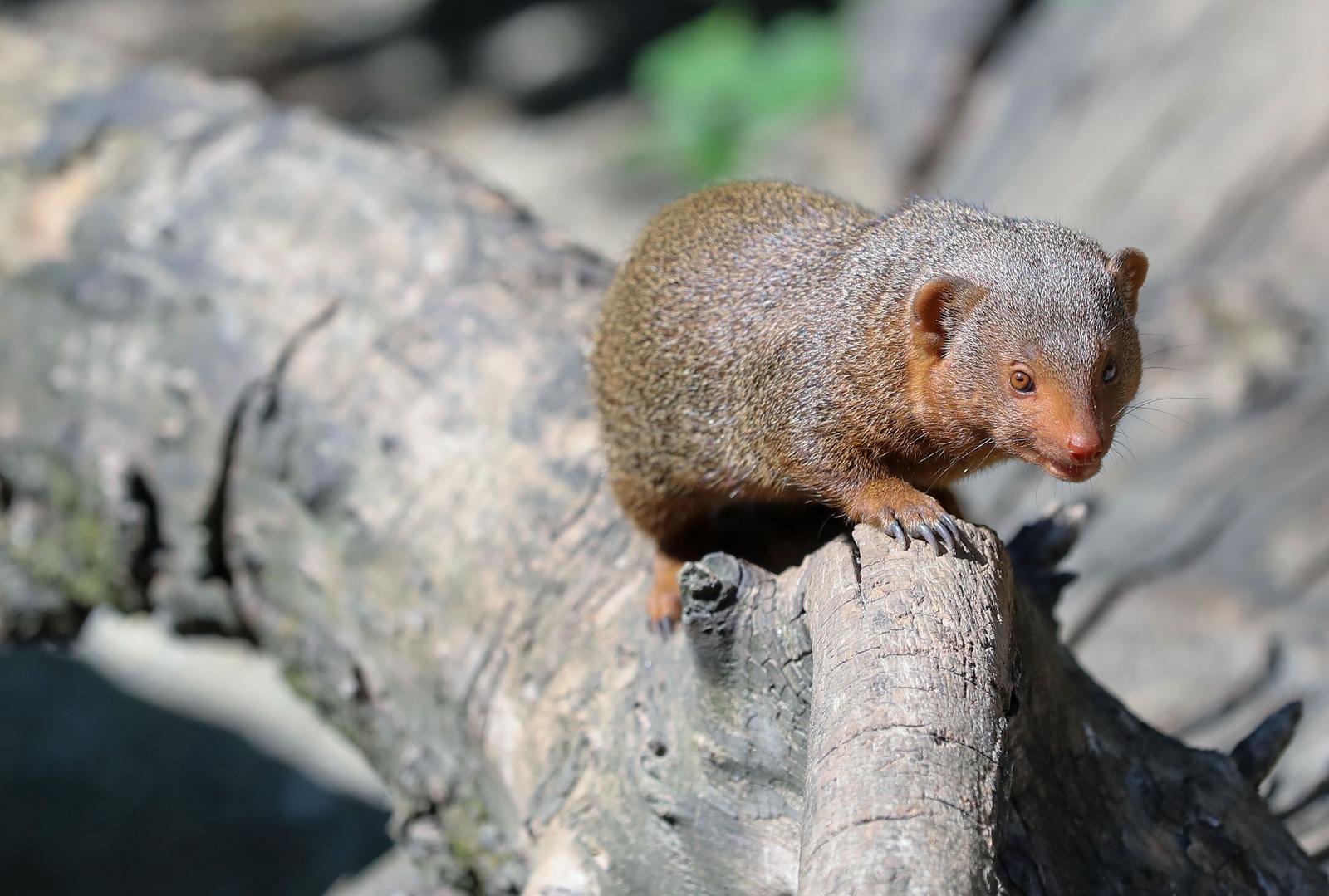 Mladunci patuljastog mungosa novi su stanovnici Zoološkog vrta Mladunci patuljastog mungosa novi su stanovnici Zoološkog vrta