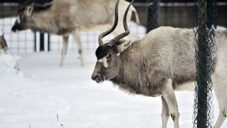 Zagreb, 100212. 
Osim sto je zabijelio grad, snijeg je prekrio i nastambe zivotinja u Zooloskom vrtu. Neke su dobro prihvatile hladnije uvjete, dok su se druge skrivale u svojim zidanim nastambama.
Na slici: adaks antilopa.
Foto: Boris Kovacev / CROPIX