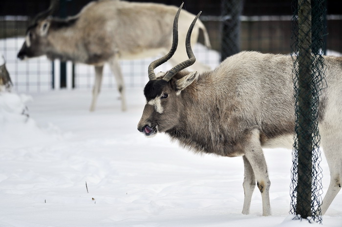 Zagreb, 100212. 
Osim sto je zabijelio grad, snijeg je prekrio i nastambe zivotinja u Zooloskom vrtu. Neke su dobro prihvatile hladnije uvjete, dok su se druge skrivale u svojim zidanim nastambama.
Na slici: adaks antilopa.
Foto: Boris Kovacev / CROPIX