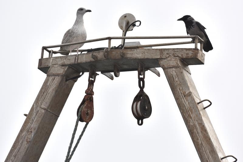 Zadar već treći dan okovan gustom maglom. Foto: Dino Stanin/Pixsell