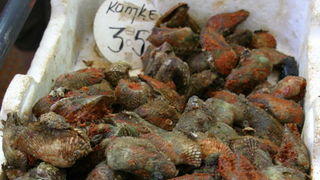 Image 1207683 (auto)