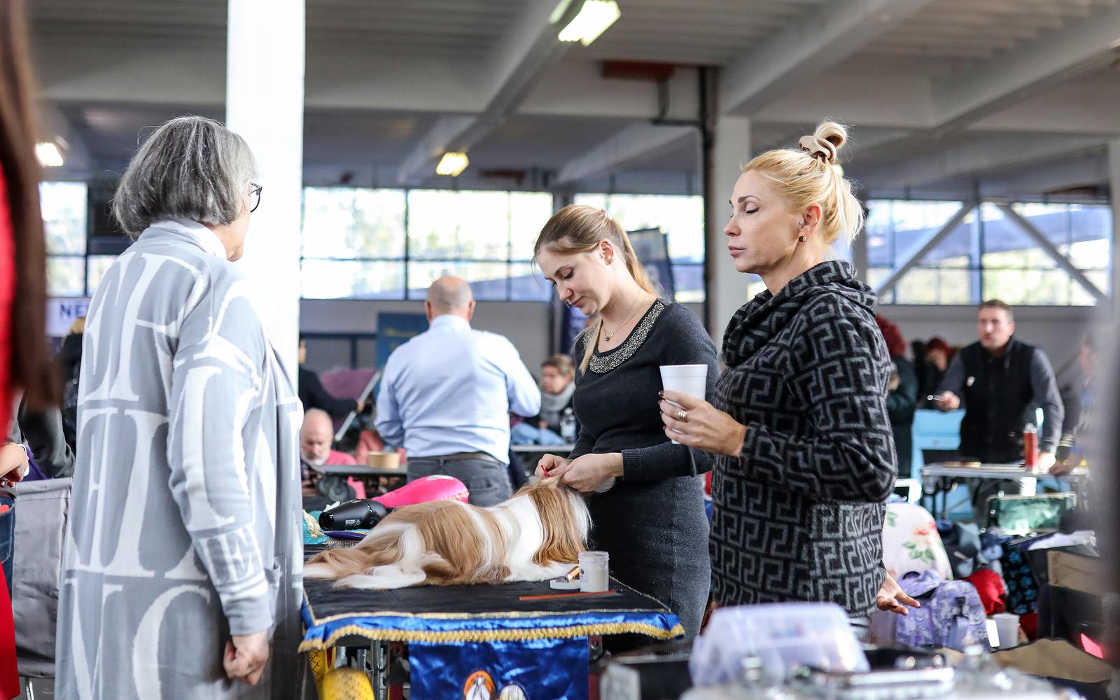 Izložba pasa na Zagrebačkom velesajmu Izložba pasa na Zagrebačkom velesajmu