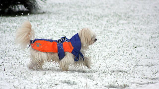 Snijeg u Zadru, 17. prosinca 2009, Foto: Saša Čuka