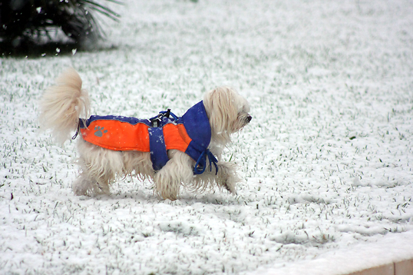 Snijeg u Zadru, 17. prosinca 2009, Foto: Saša Čuka