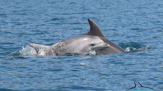 Razigrani dupini na Kornatima i kod Dugog otoka