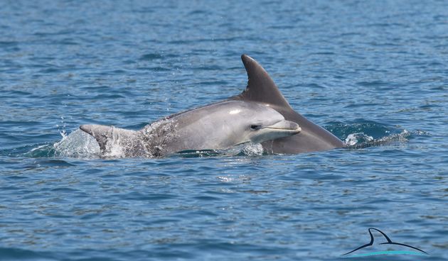 Razigrani dupini na Kornatima i kod Dugog otoka