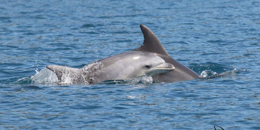 Razigrani dupini na Kornatima i kod Dugog otoka Razigrani dupini na Kornatima i kod Dugog otoka