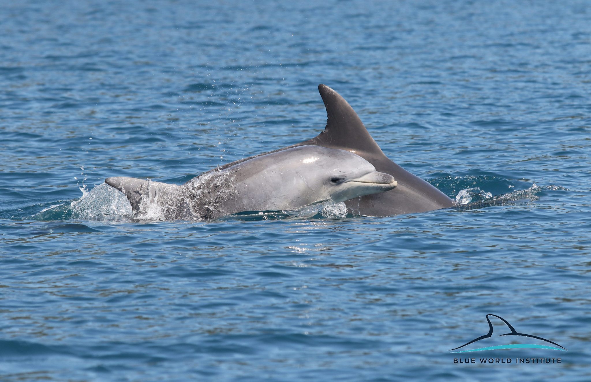 Razigrani dupini na Kornatima i kod Dugog otoka